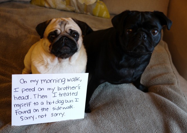 Pug-shaming