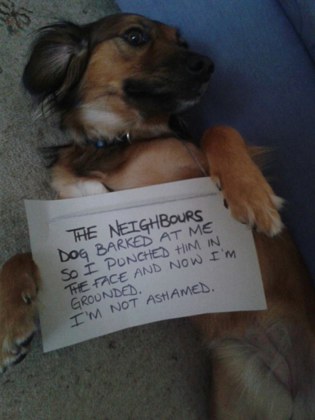 dog-shaming1