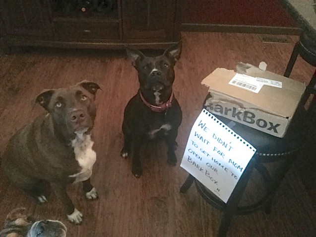 dogshaming3