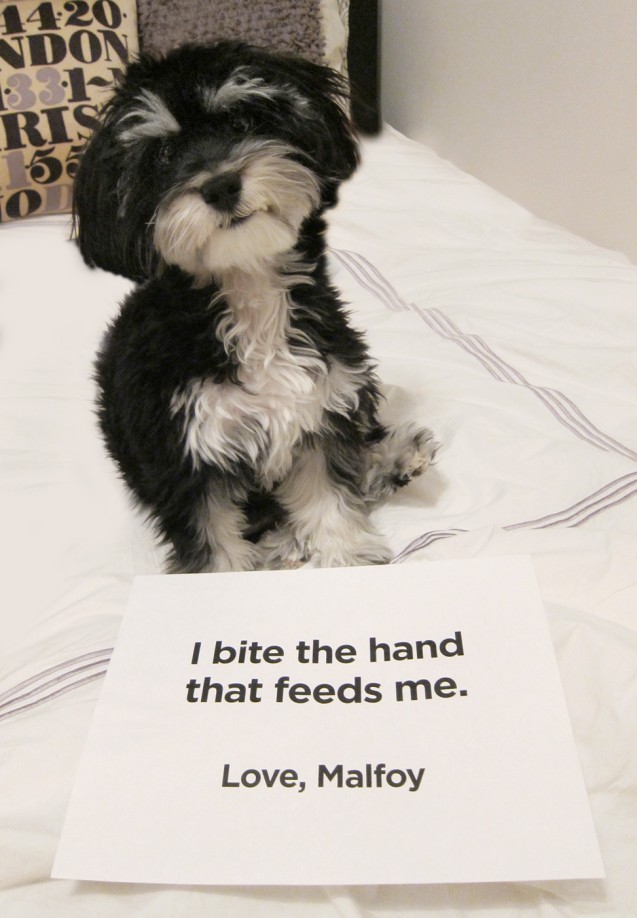 Pup-Shaming