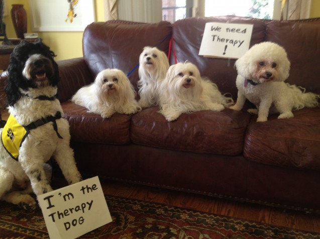 Reverse-Dog-Shaming