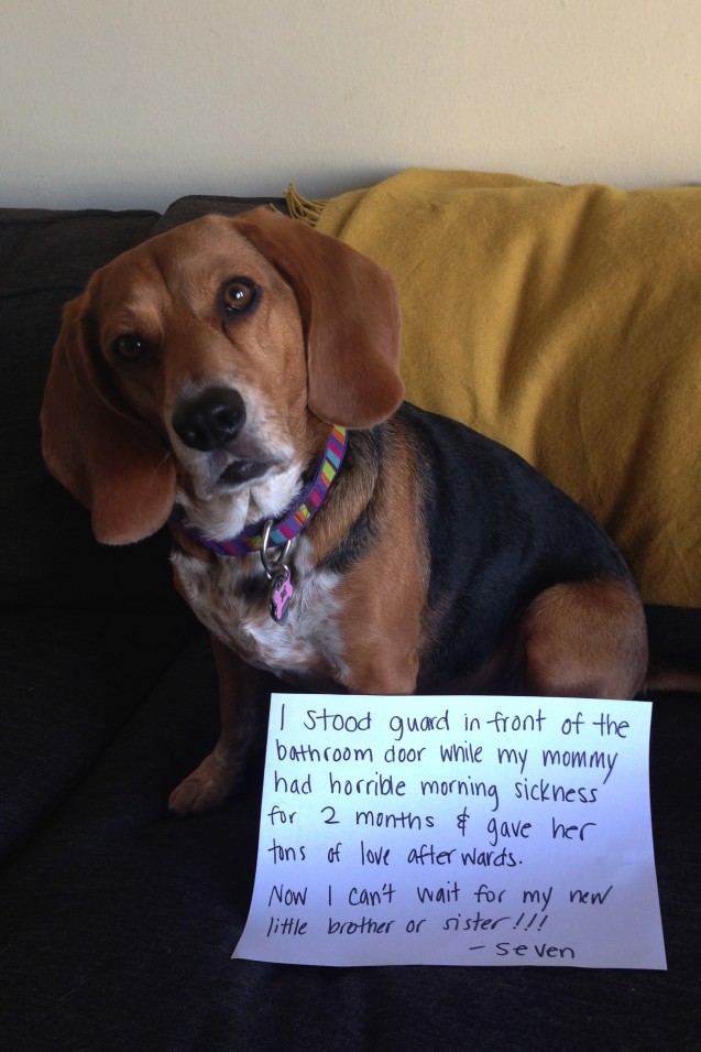 Seven-Reverse-Dogshaming