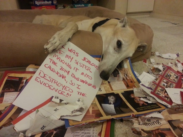 apollo_dogshaming