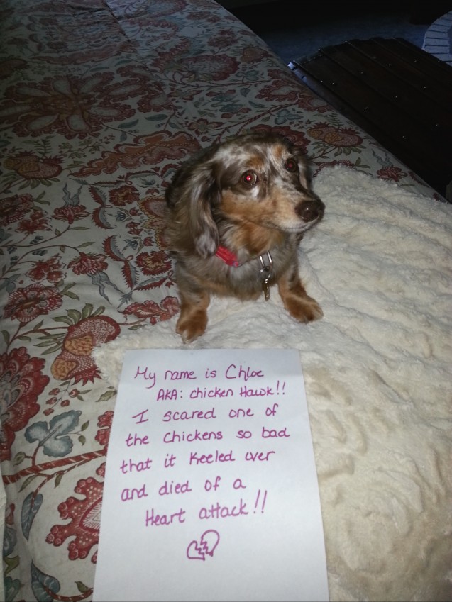 chloe-shaming