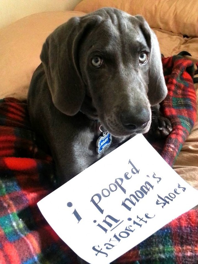 dog-shaming