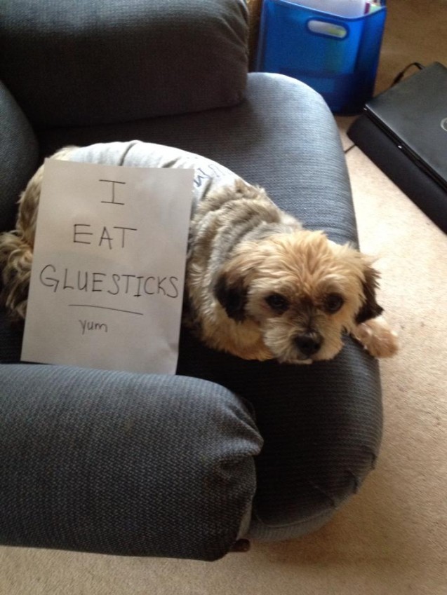 dog-shaming4