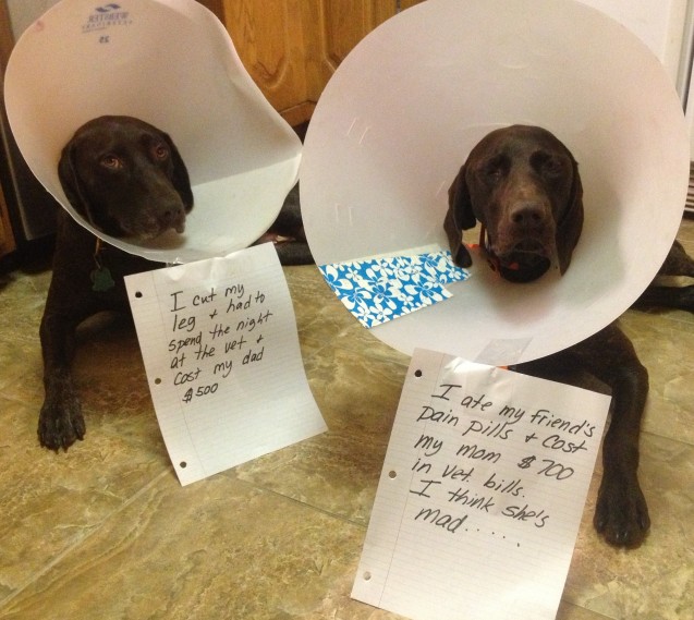 dogs-in-cones