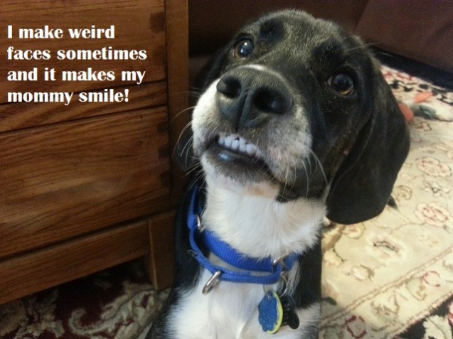 Linus the handsome mug - Dogshaming