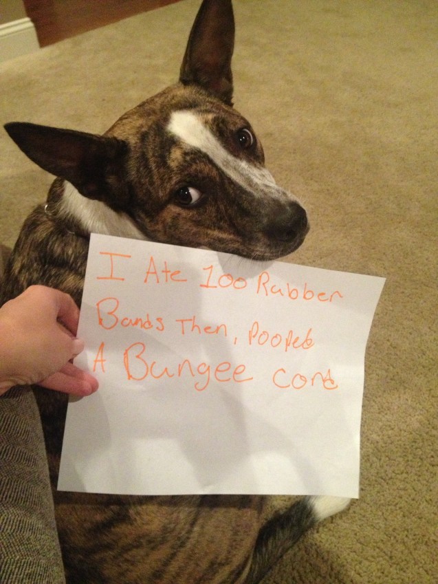 Dog-Shaming2