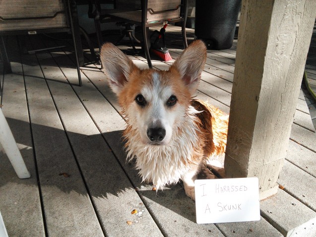 Dog-shaming