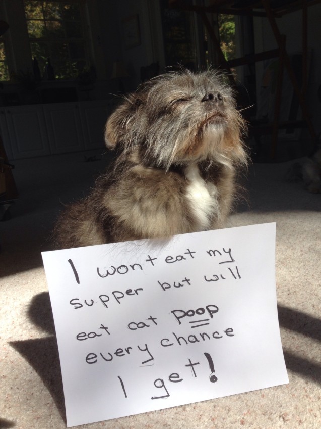 Hazel-Dog-Shaming