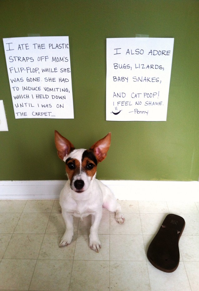 PennyShaming