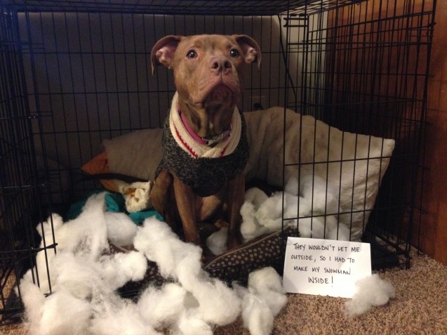 Zero-Dog-Shaming