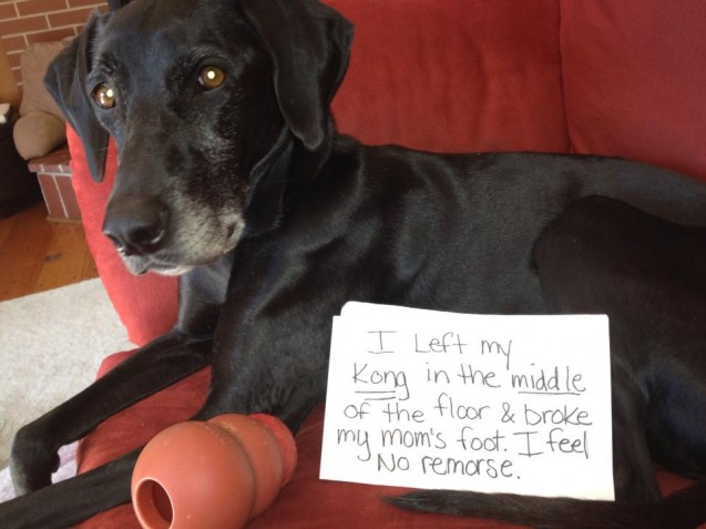 dog-shaming