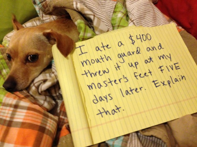 dog-shaming-mimi