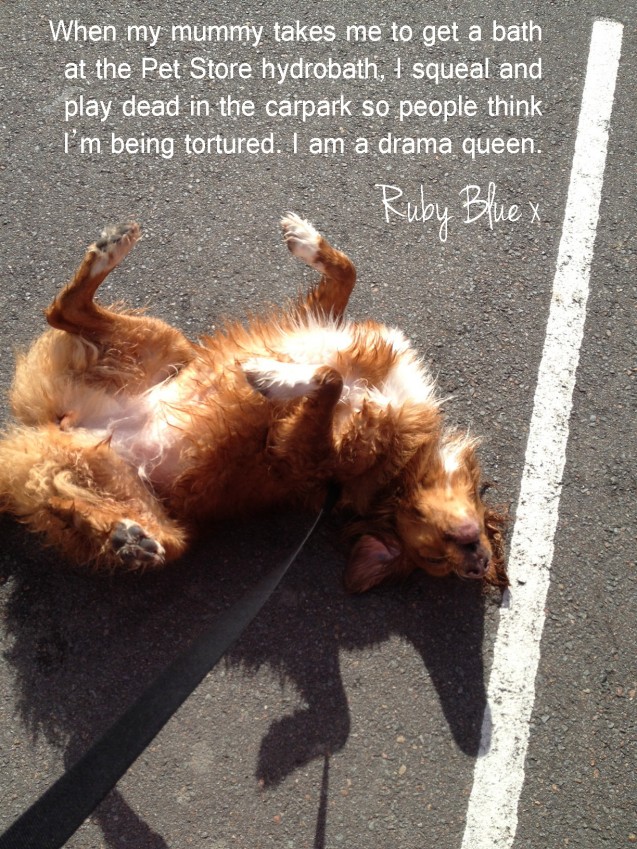 dog-shaming-ruby-blue-nova-scotia-duck-tolling-retriever