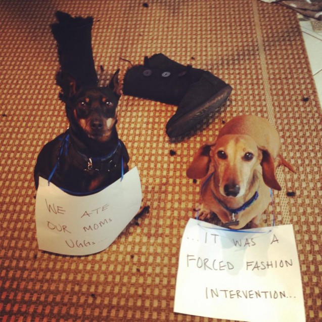 dog-shaming1