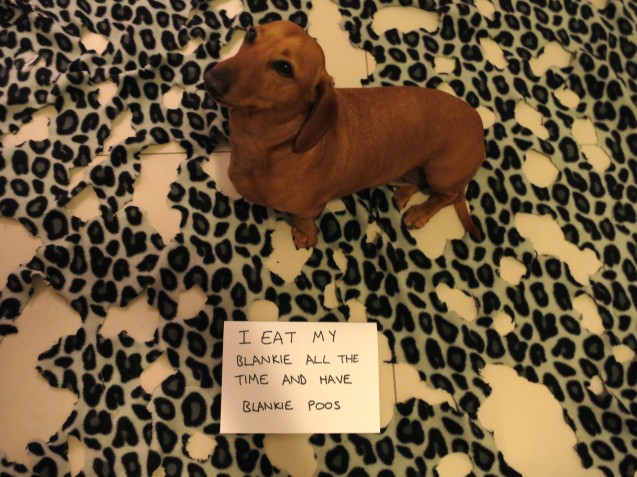 dog_shaming