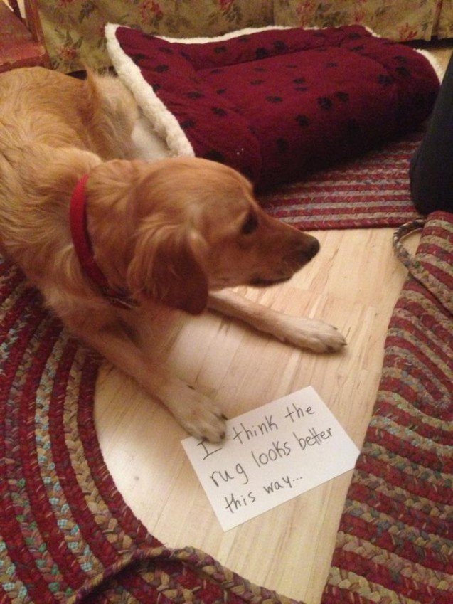 dogshame