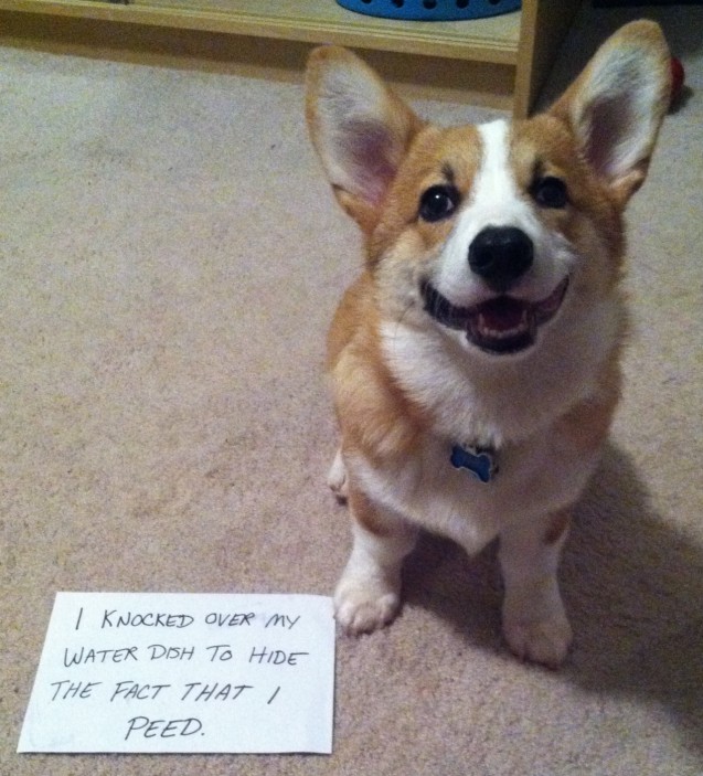 dogshame1