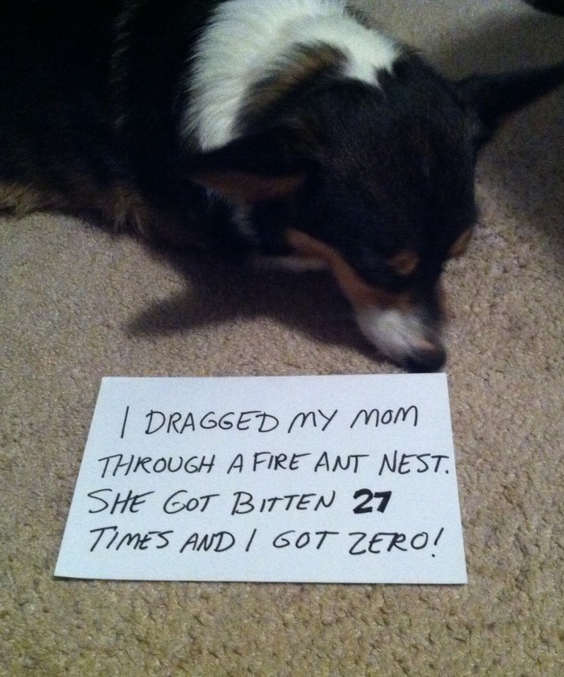 dogshame2