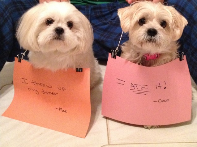 dogshaming-max-and-coco