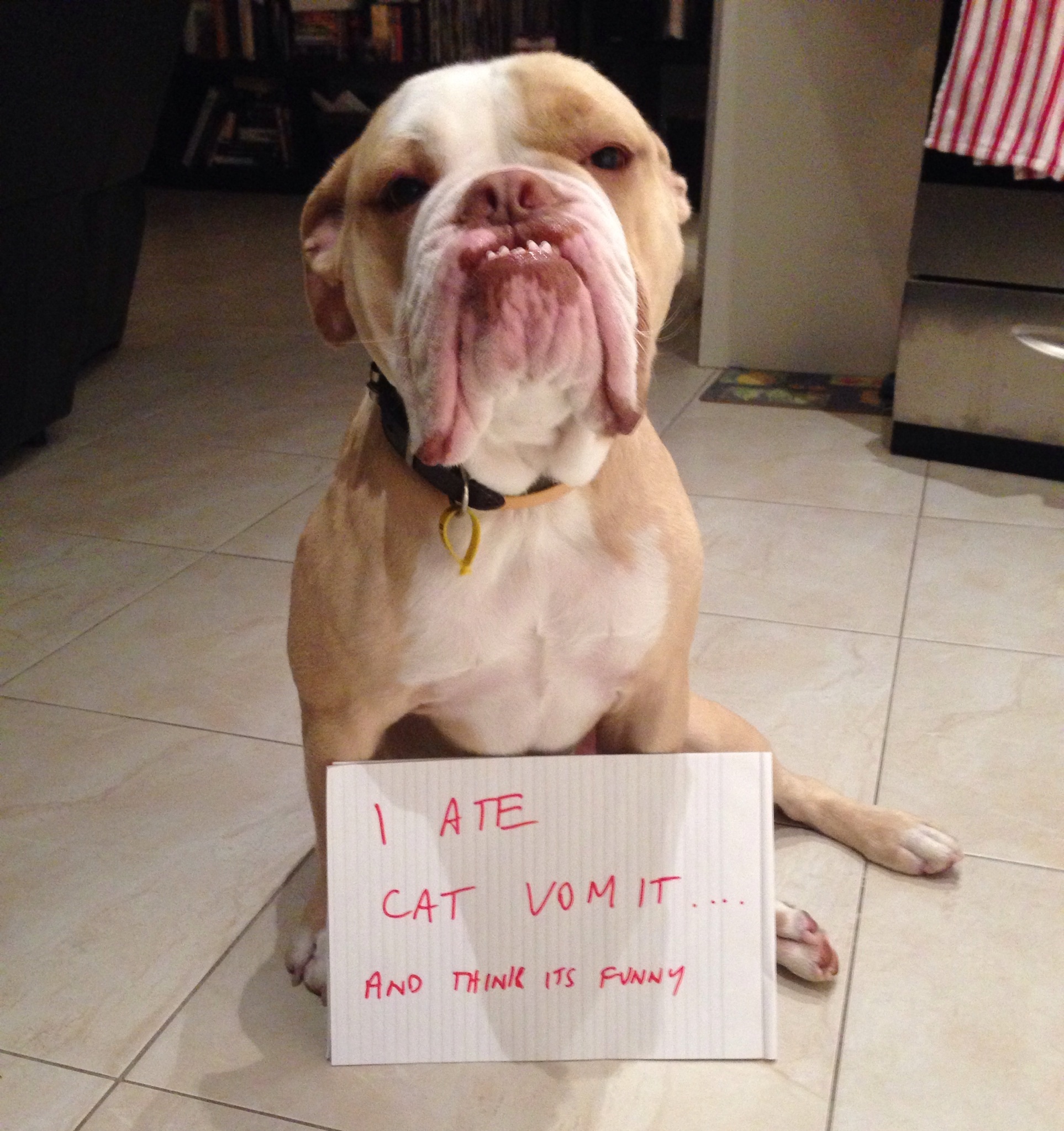 Clean up crew needed in aisle 26. - Dogshaming
