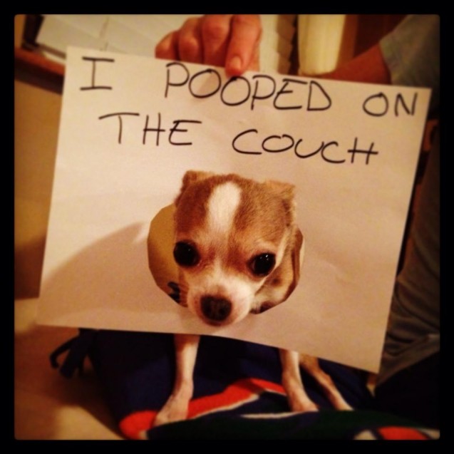 Angel_dog-shaming