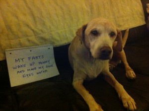 My Farts Are Legen..wait for it....dary - Dogshaming
