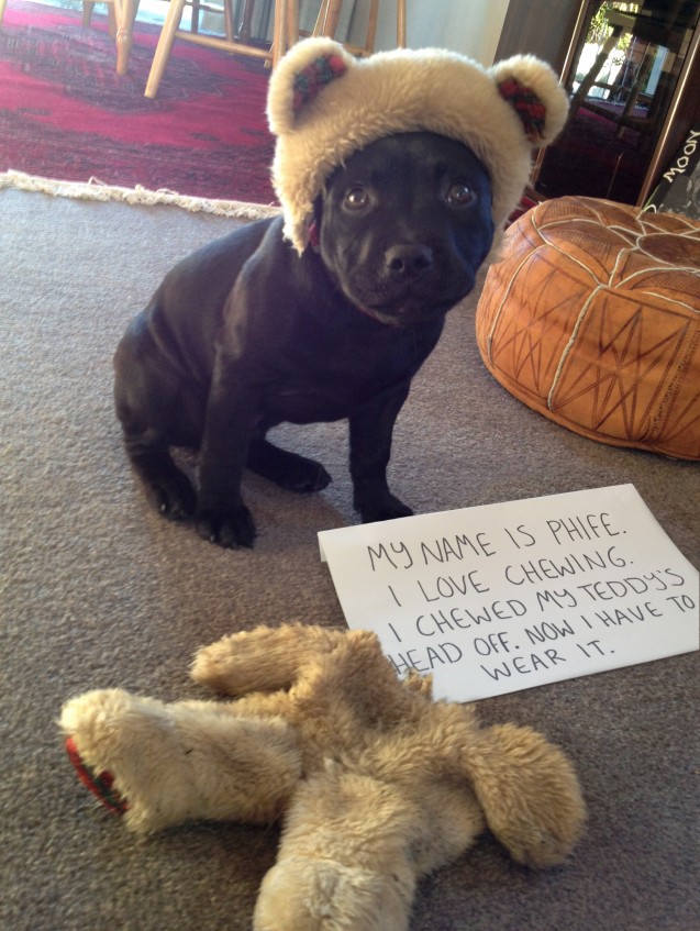 Phife-Dog-Shaming