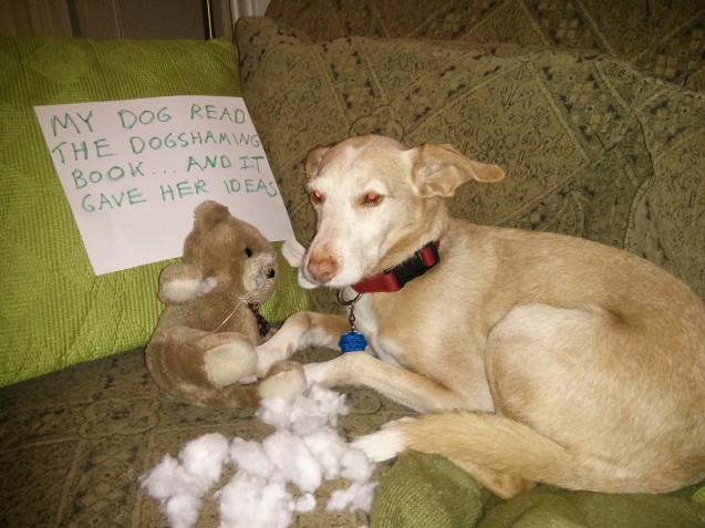 dogshaming4