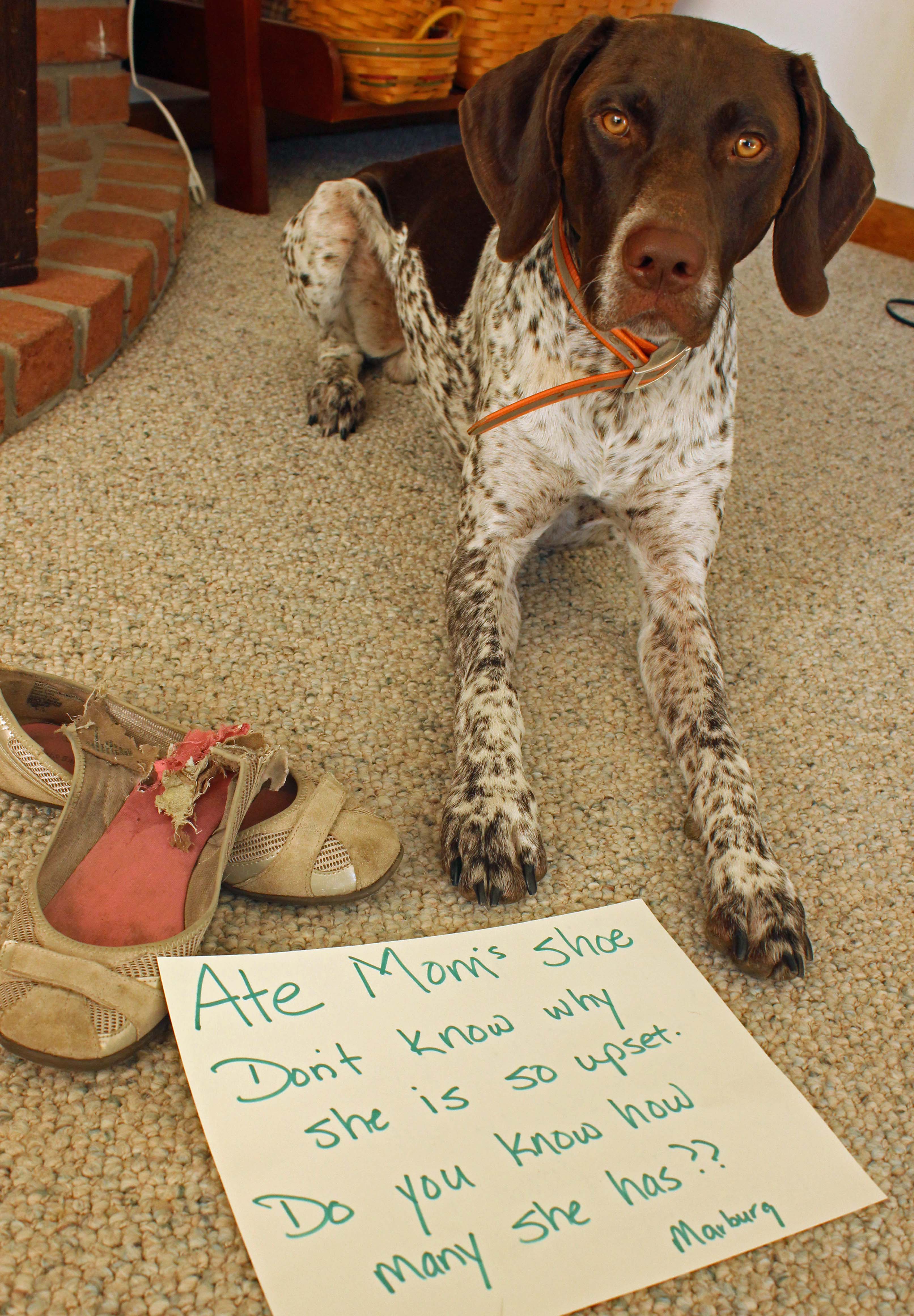 German Shorthaired Pointer Archives Page 2 Of 3 Dogshaming