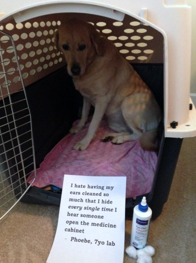 Dog-Shaming