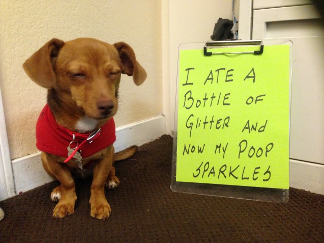 Chihuahua Archives - Page 12 of 30 - Dogshaming