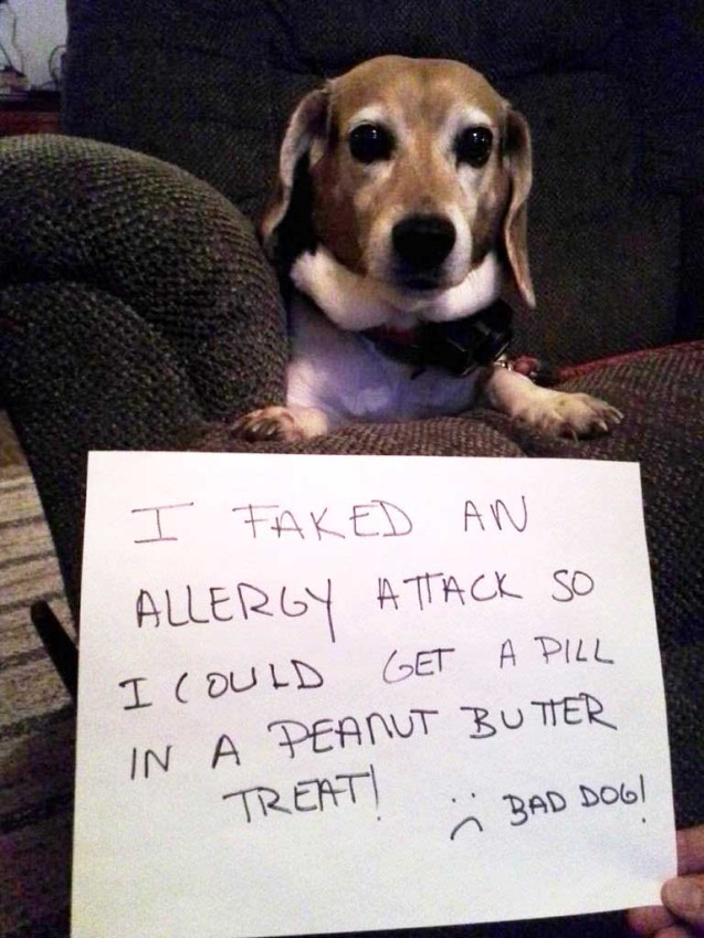 Molly-dog-shaming