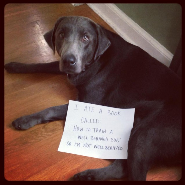 dog-shame1