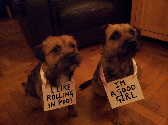 dog-shaming4