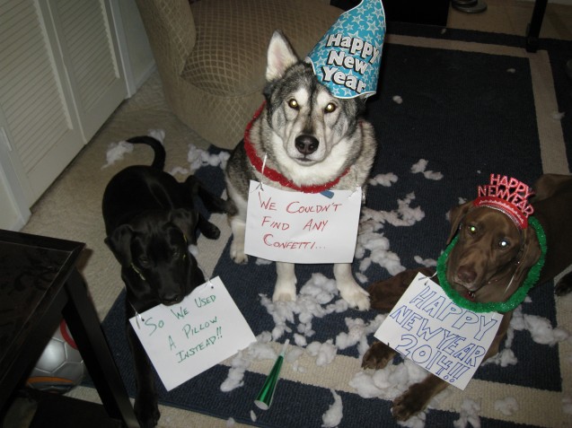 dogs-happy-new-year