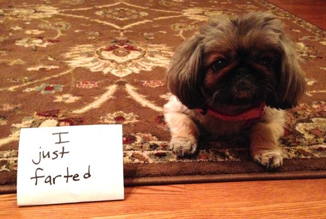 dogshaming1