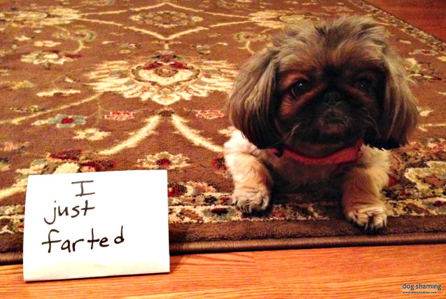 dogshaming1