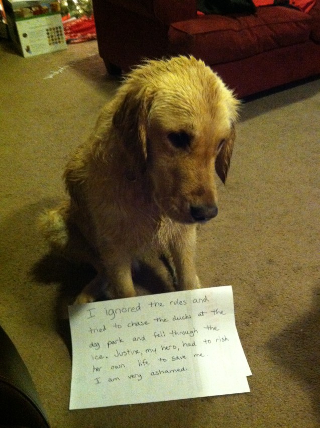 dogshaming2