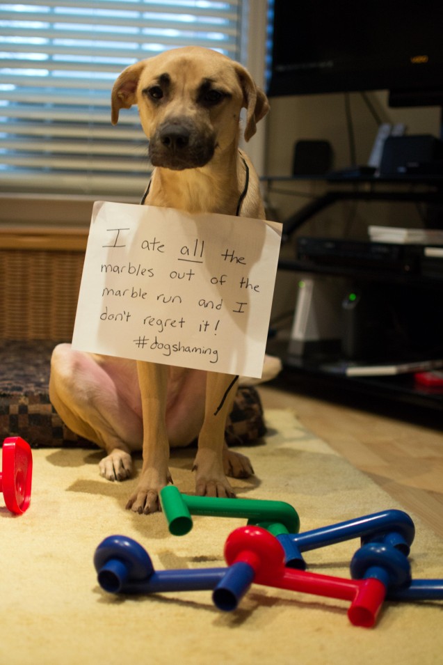 dogshaming