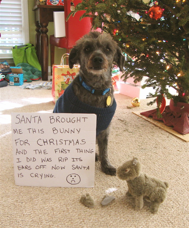 dogshaming