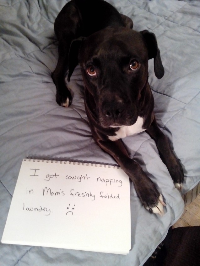 frankie-laundry-shaming