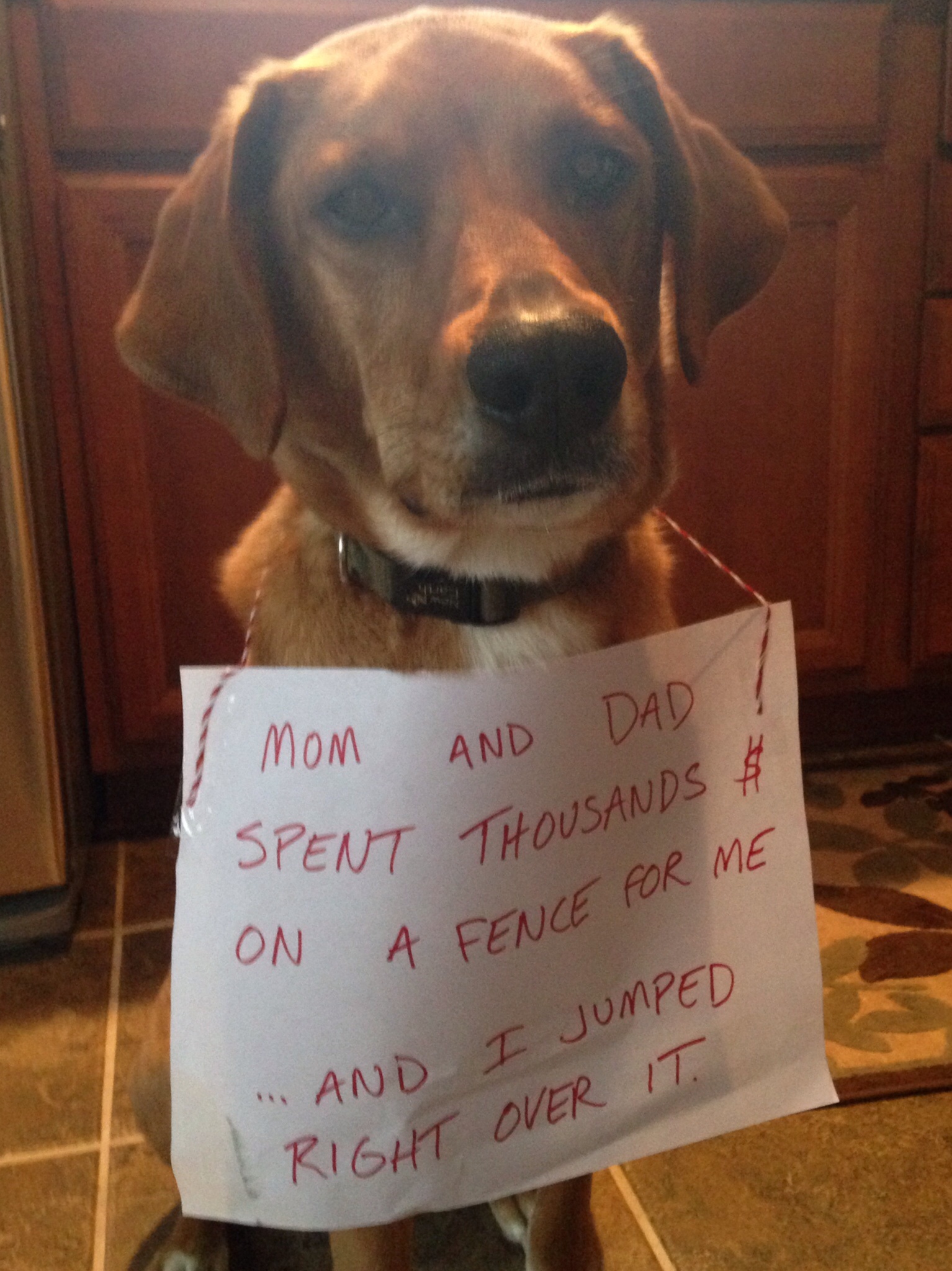 50 Lab 50 Coonhound 100 Olympic Hurdler Dogshaming