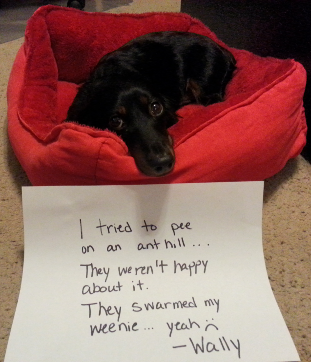 wally-dog-shaming