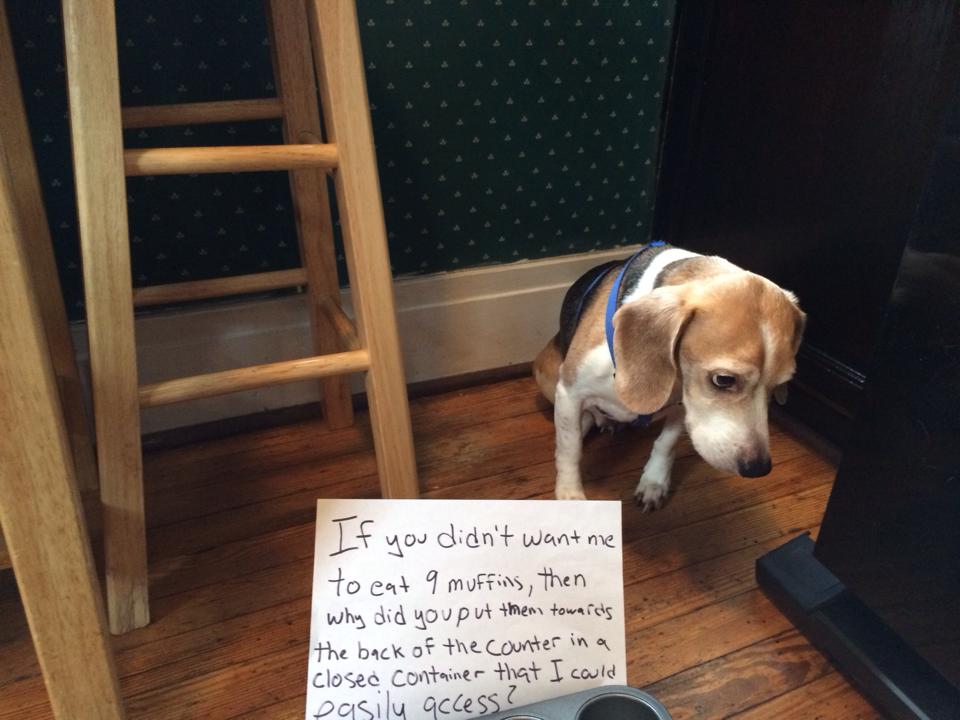 why do beagles want to eat so much