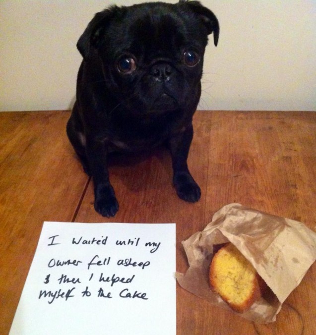 Dog-Shaming