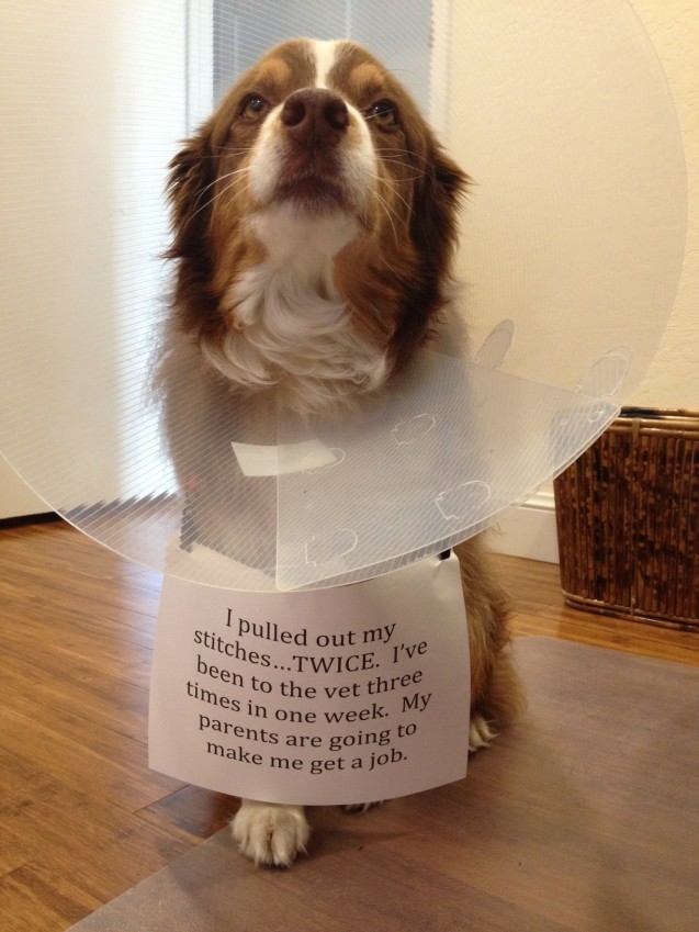 Dog-Shaming1