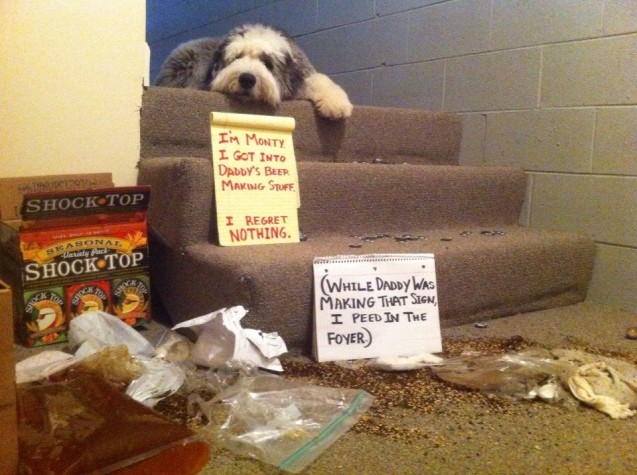 DogShaming-Monty